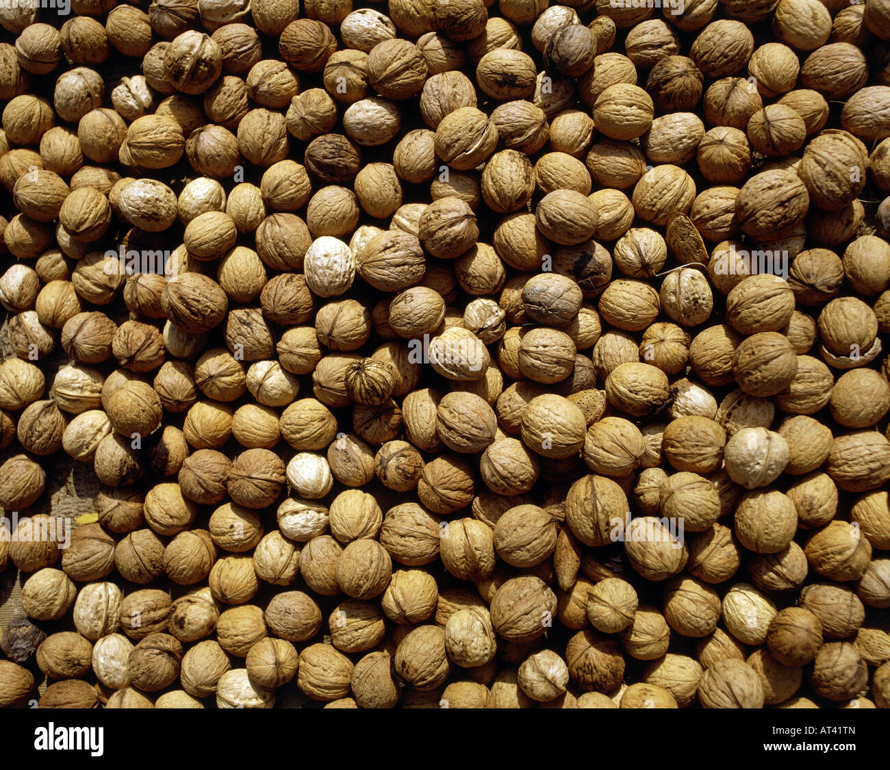 botany, walnut (Juglans), Common walnut (Juglans regia), nuts, Hamamelidae, Juglandaceae, Juglandales, Persion walnut, English w Stock Photo