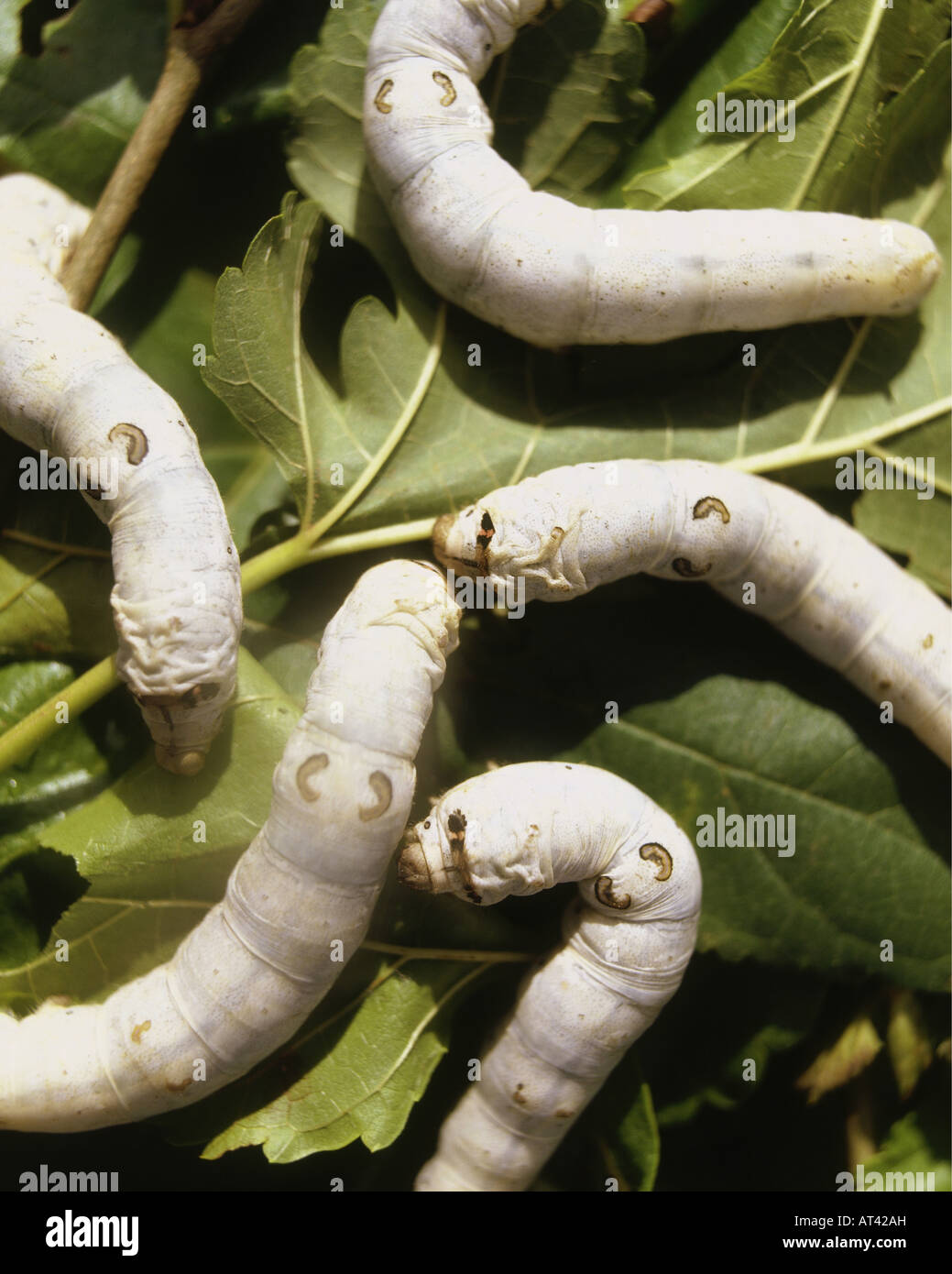 zoology / animals, insect, butterflies, Silkworm, (Bombyx mori), development caterpillar in