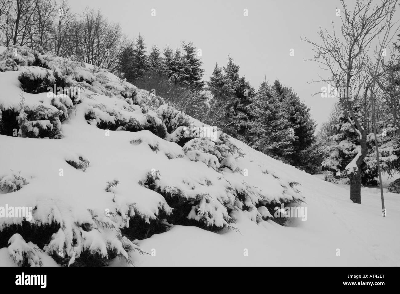 Winter landscape in the forest Stock Photo - Alamy