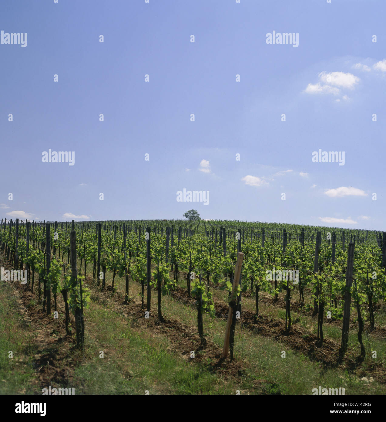 botany, grape-vine, (Vitis), European grapevine, (Vitis vinifera), field, Franken, Germany, winegrowing, wine-growing district, Stock Photo