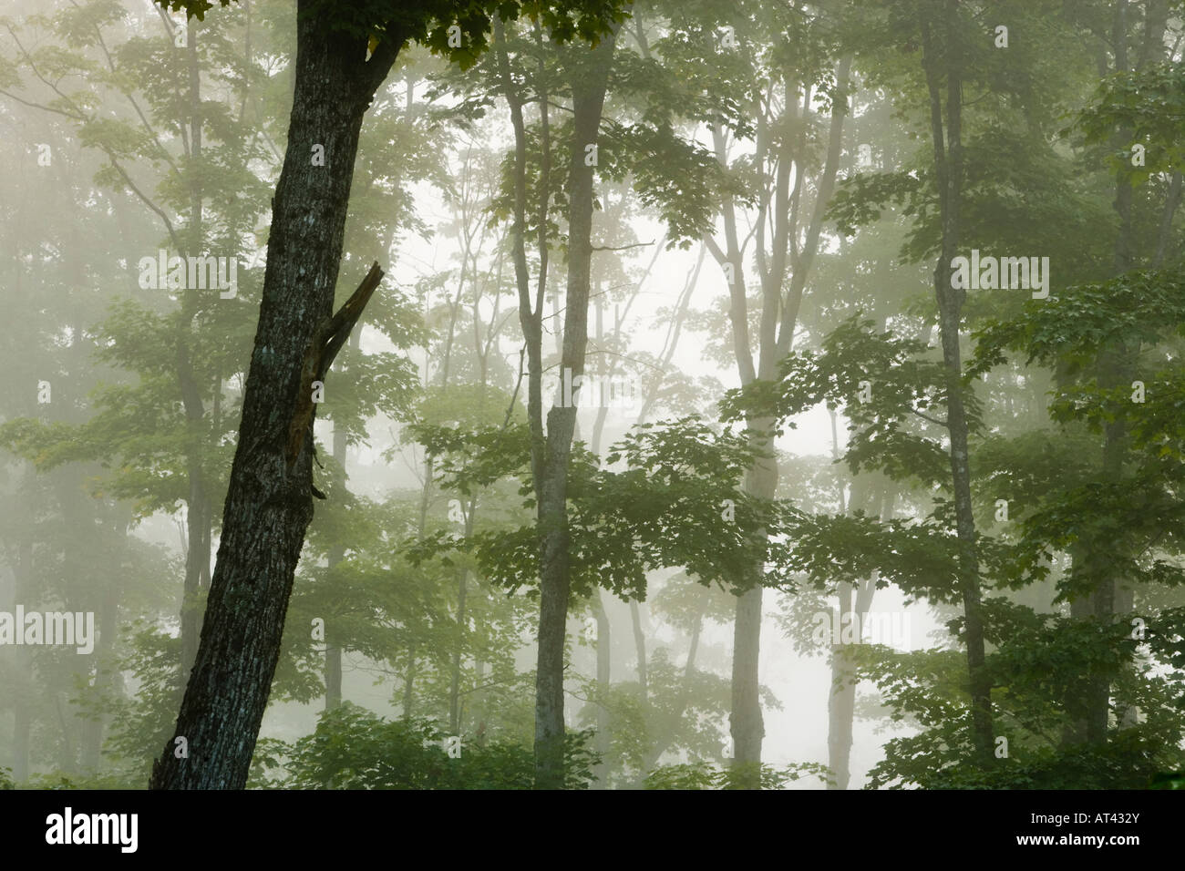 Maples High Resolution Stock Photography and Images - Alamy