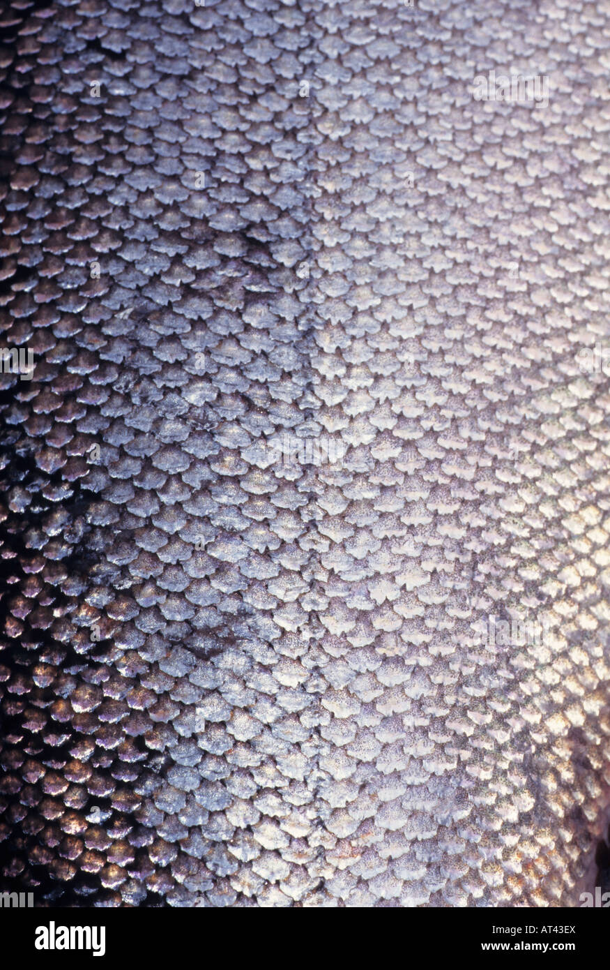 Chinook salmon fish scales hires stock photography and images Alamy