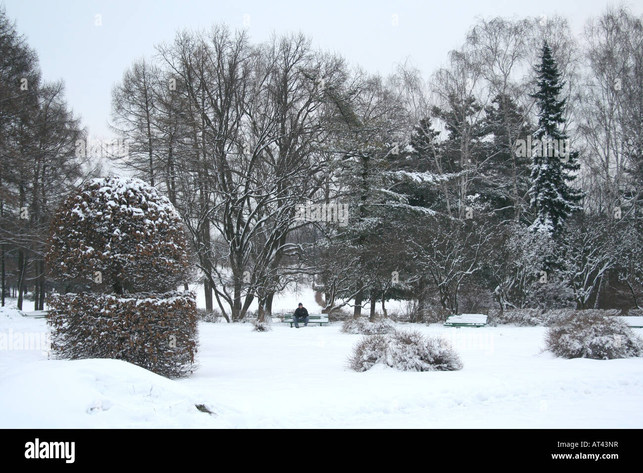 Winter landscape beautiful snow in the forest Stock Photo - Alamy