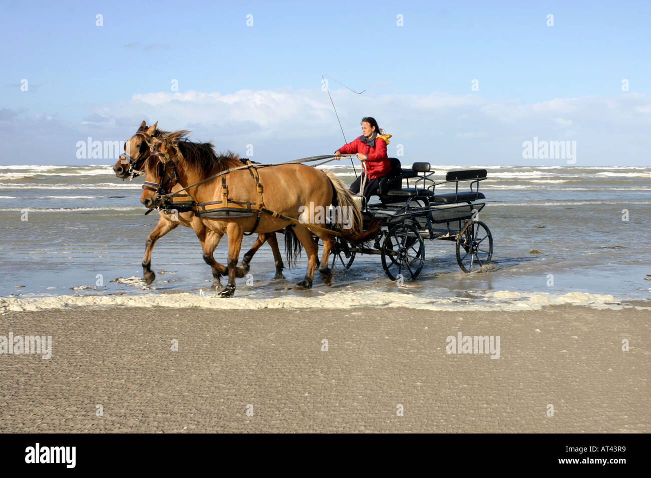 Horses from the Marquenterre Wildlife Estate on the beach at the Somme Bay France Stock Photo