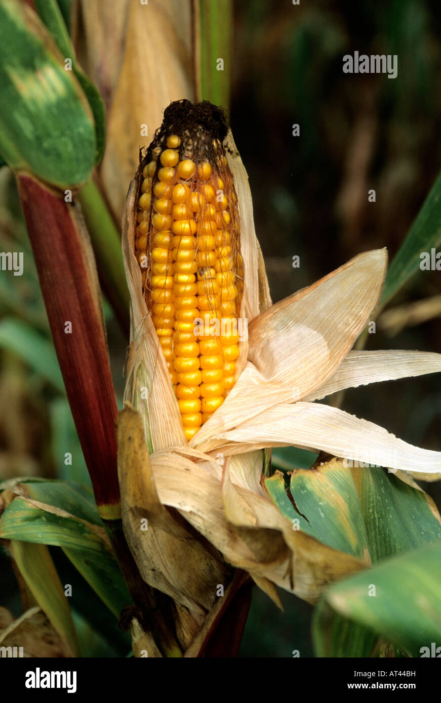 Corn cob, Maize (Zea mays). Stock Photo