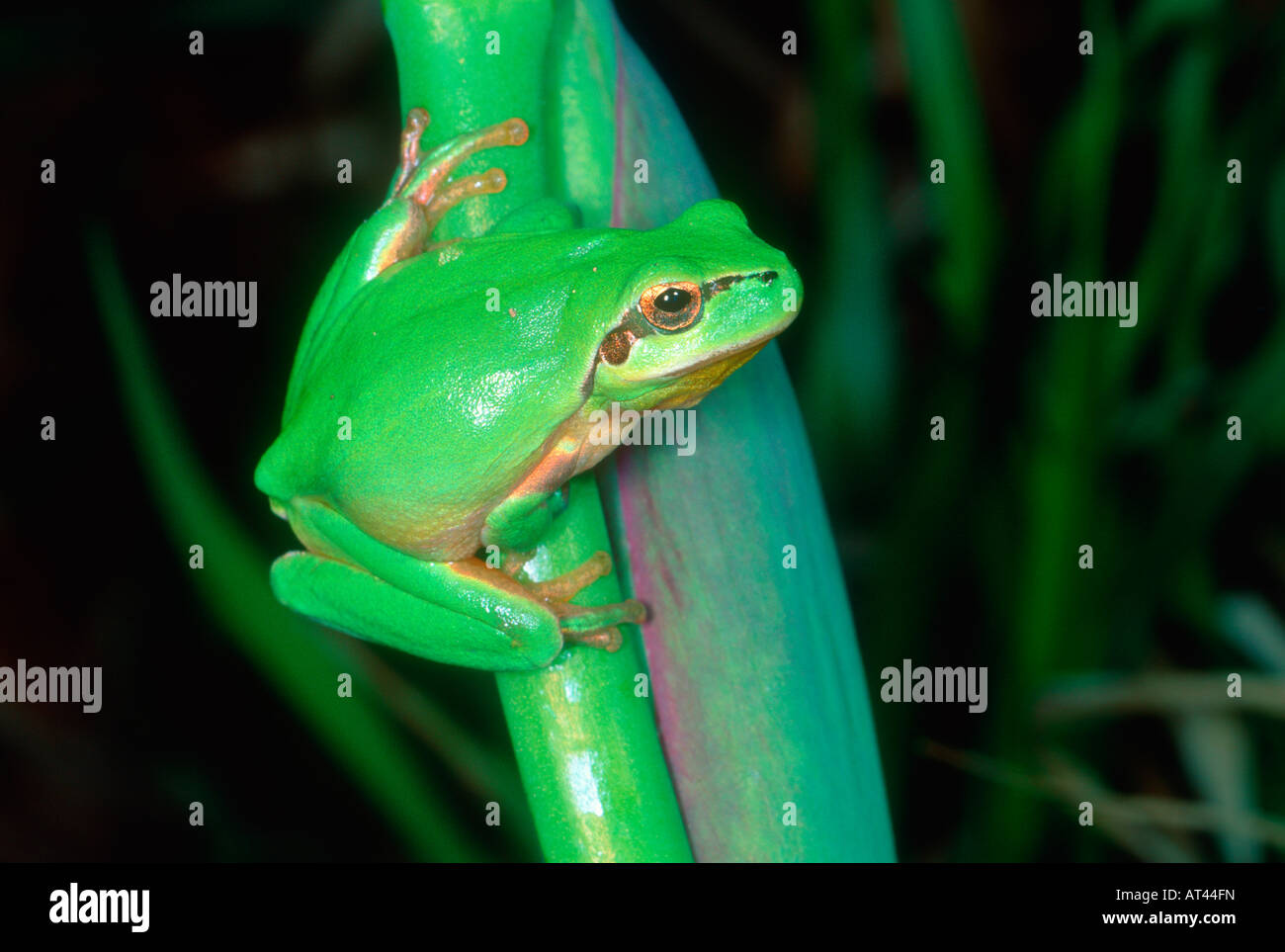 Stripeless Tree Frog, Hyla meridionalis. On stem Stock Photo Alamy