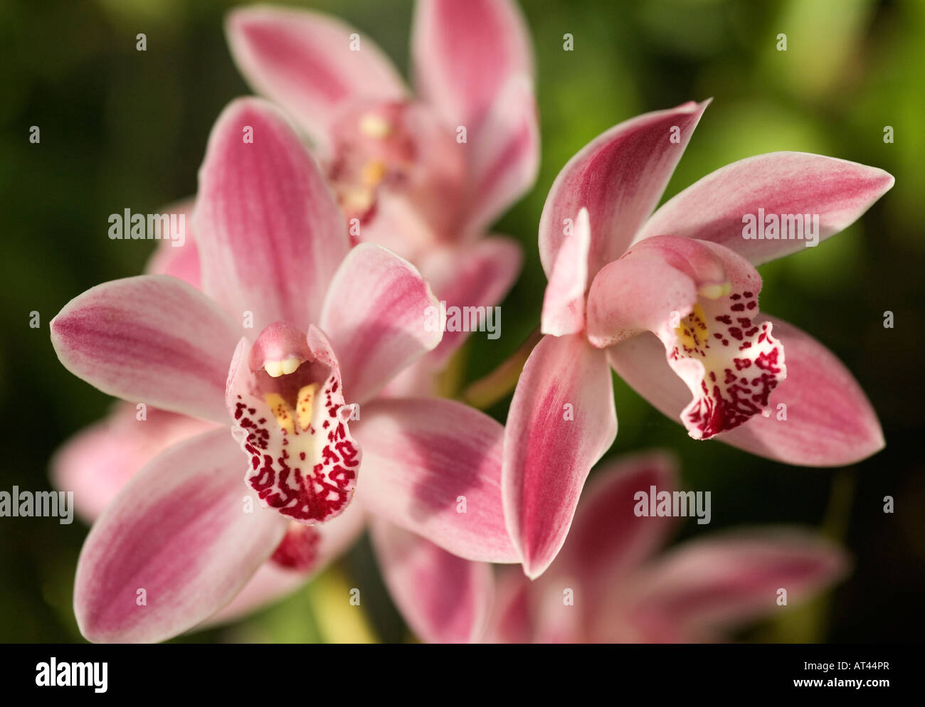 Pink Cymbidium orchid Stock Photo