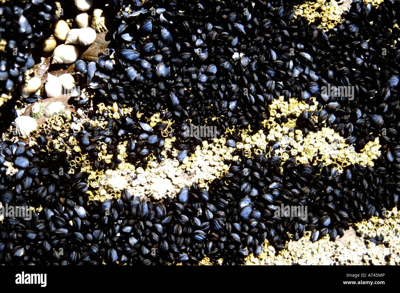 Stuck on rocks hi-res stock photography and images - Alamy