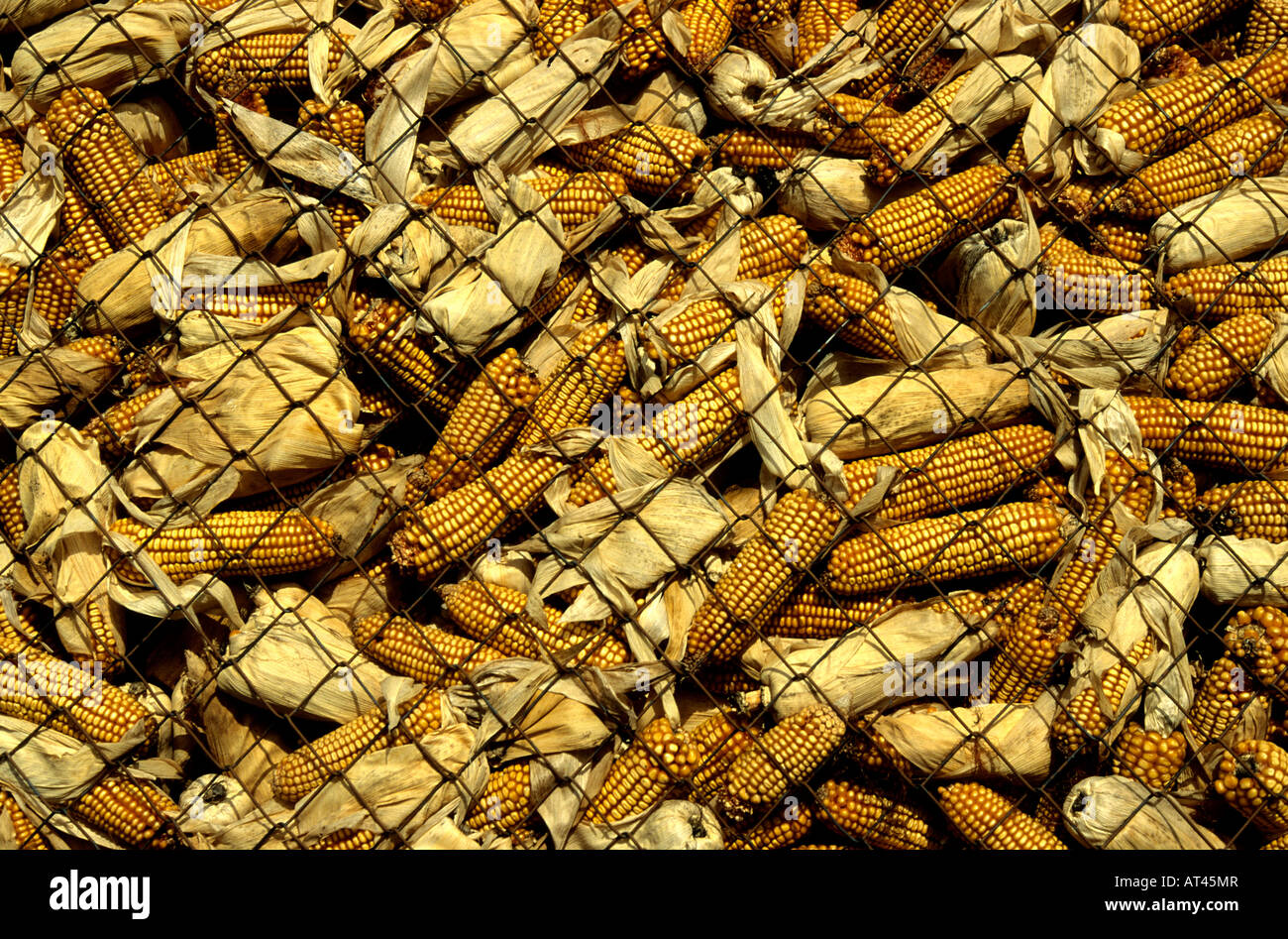 Maize cobs being stored in France Stock Photo Alamy