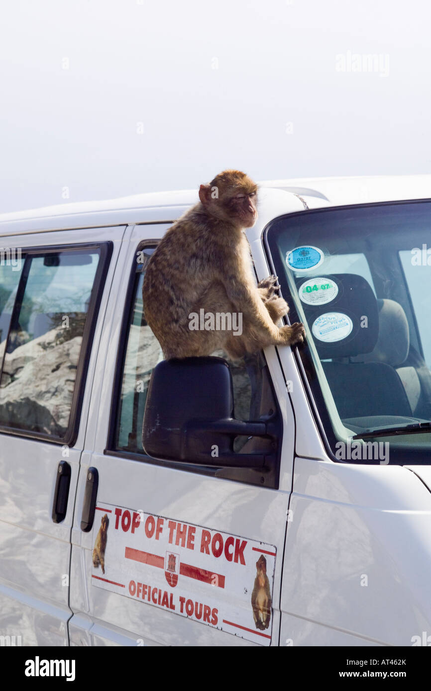 Monkey bus hi-res stock photography and images - Alamy