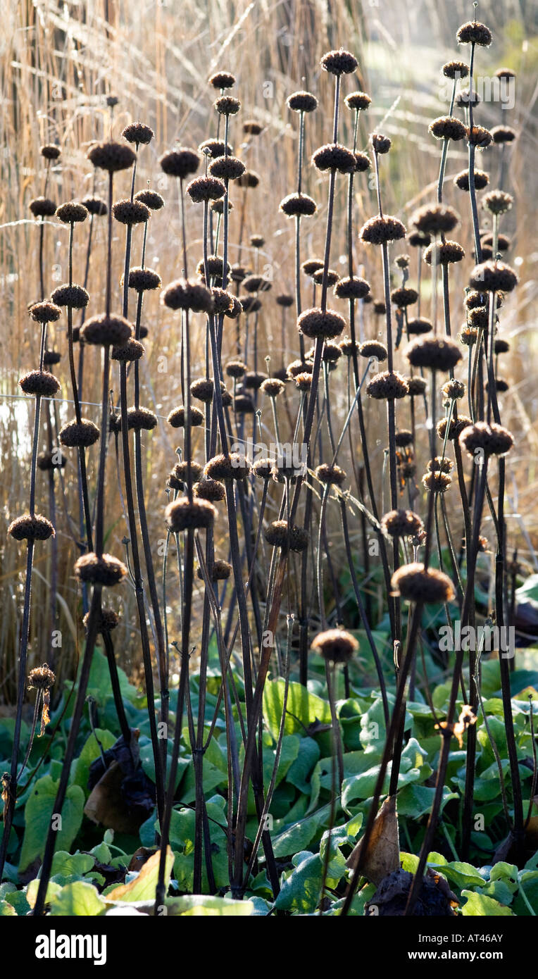 Phlomis Russelianus seedheads Stock Photo