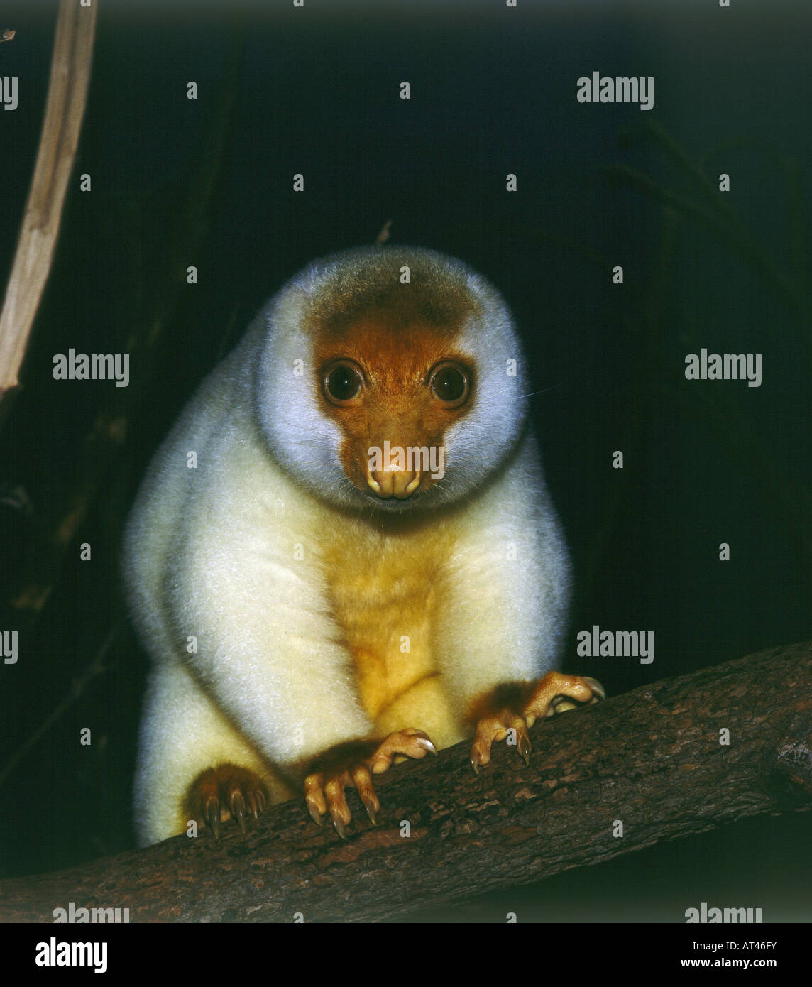 zoology / animals, mammal / mammalian, Common Spotted Cuscus