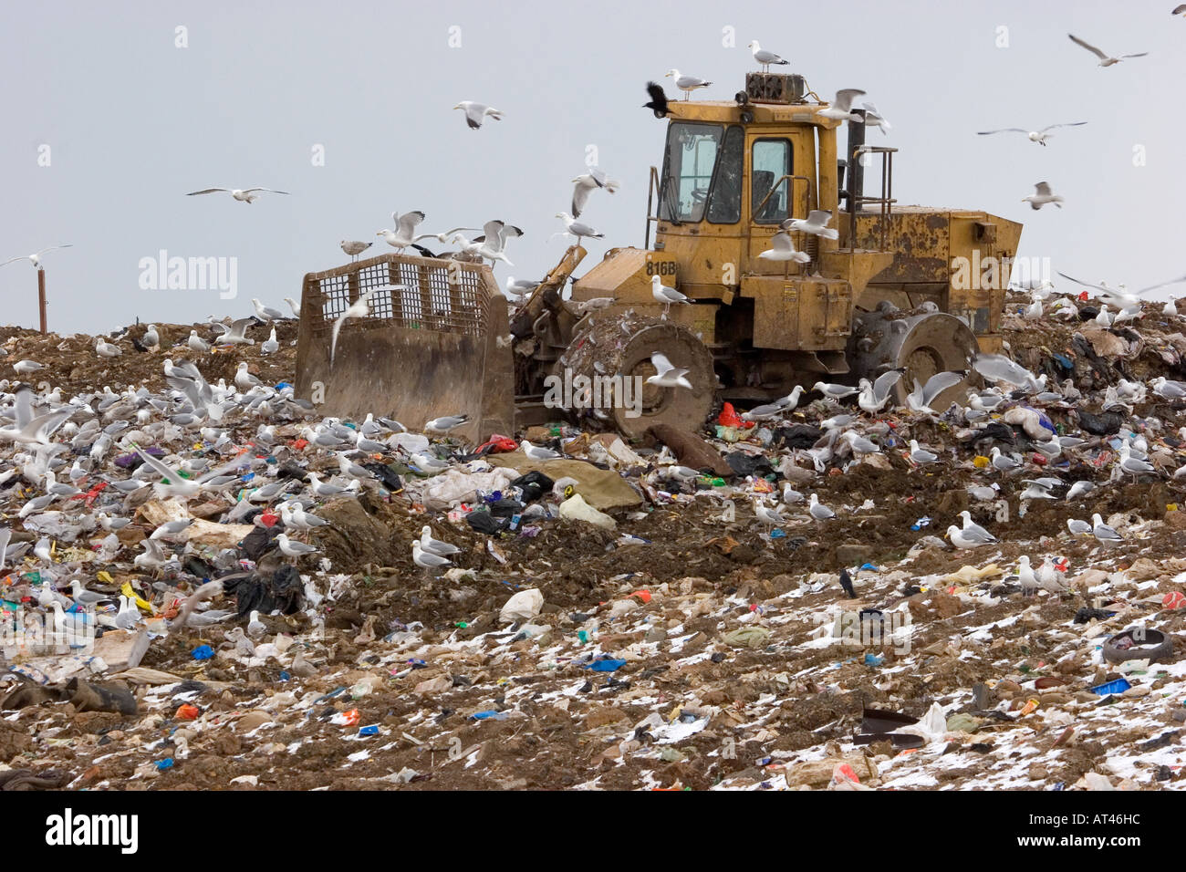 Landfill Site covered in scavaging sea birds on the Yorkshire Coast. Stock Photo