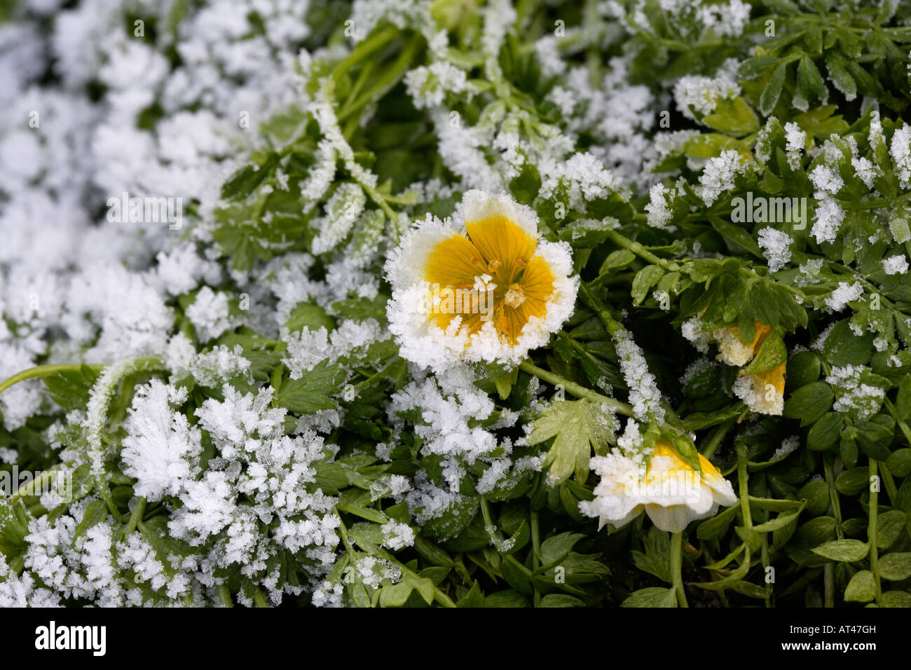 Flowers in thick frost Stock Photo
