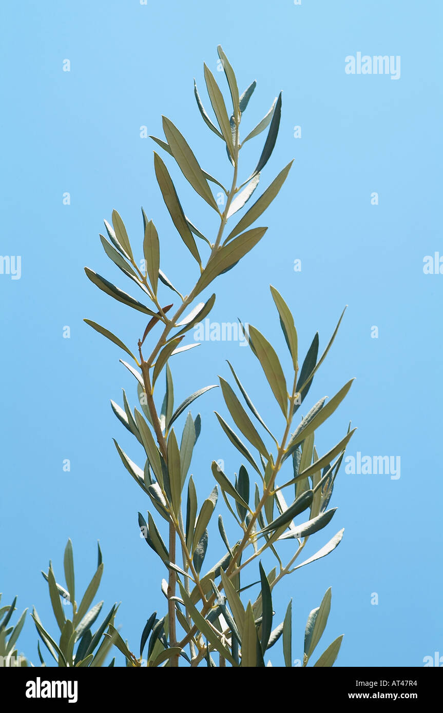 Branch of olive tree Stock Photo Alamy