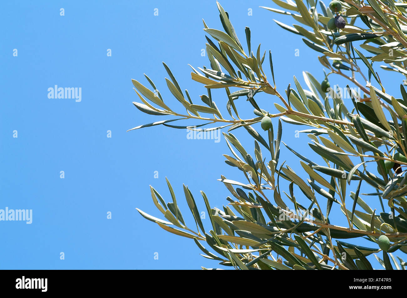 Branch of olive tree Stock Photo Alamy