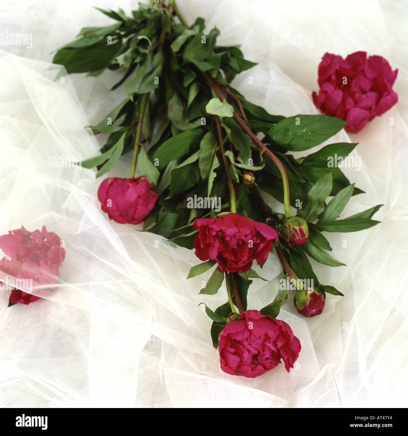 Red roses chiffon bouquet (59)