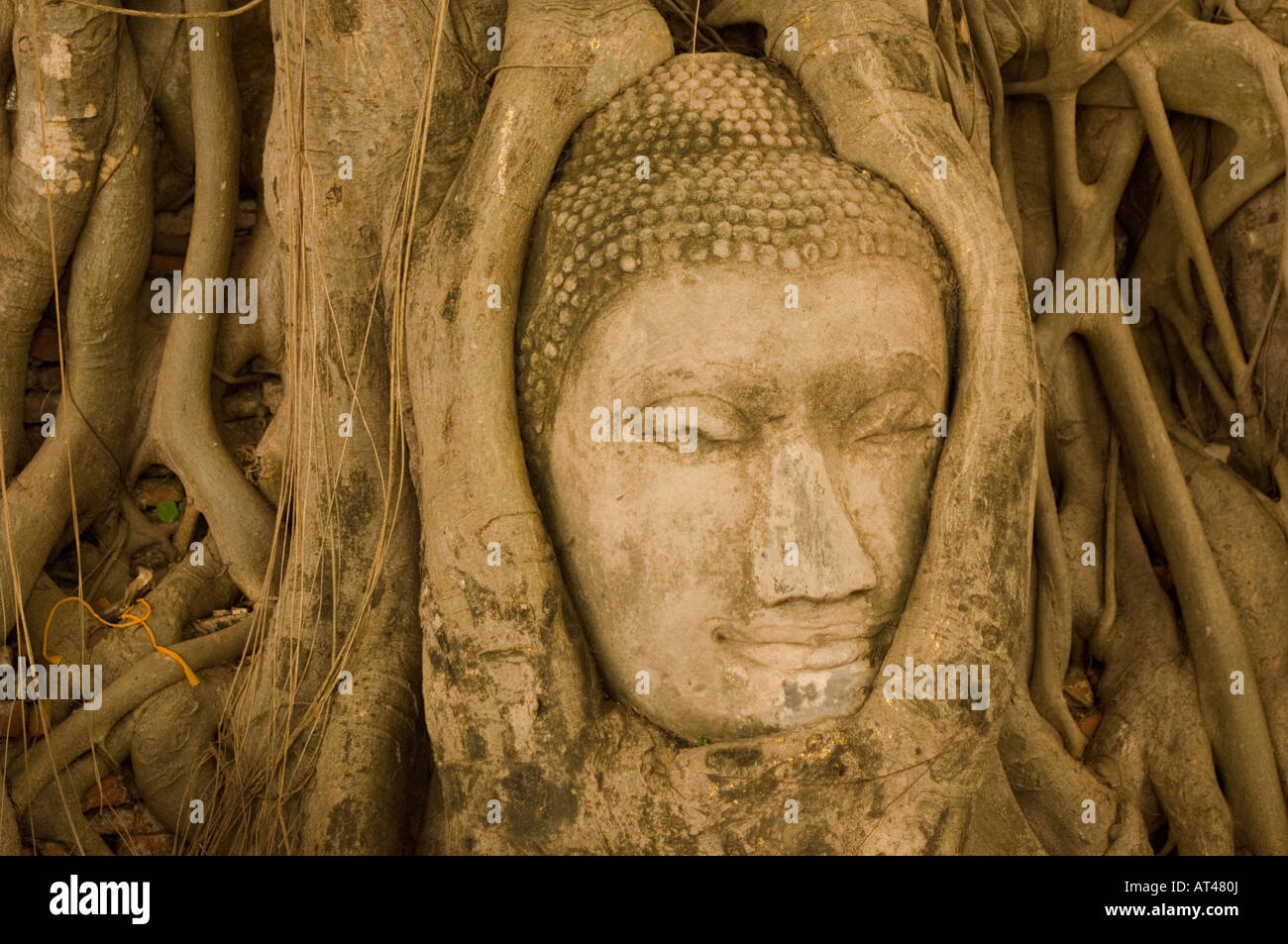Buddha head grown into a tree Ayutthaya Thailand Stock Photo Alamy