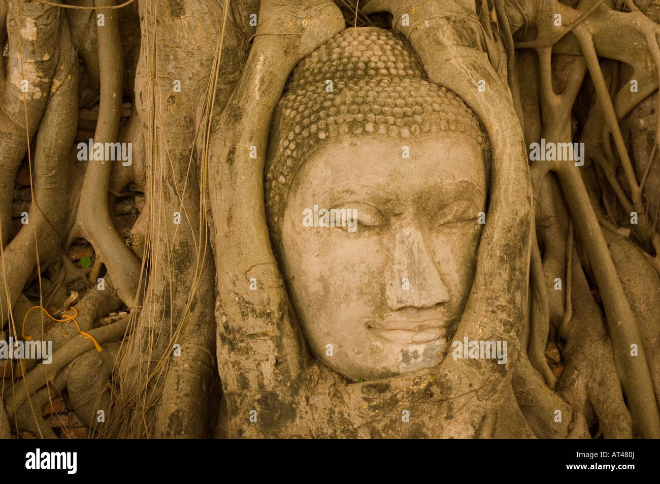 Buddha head grown into a tree Ayutthaya Thailand Stock Photo