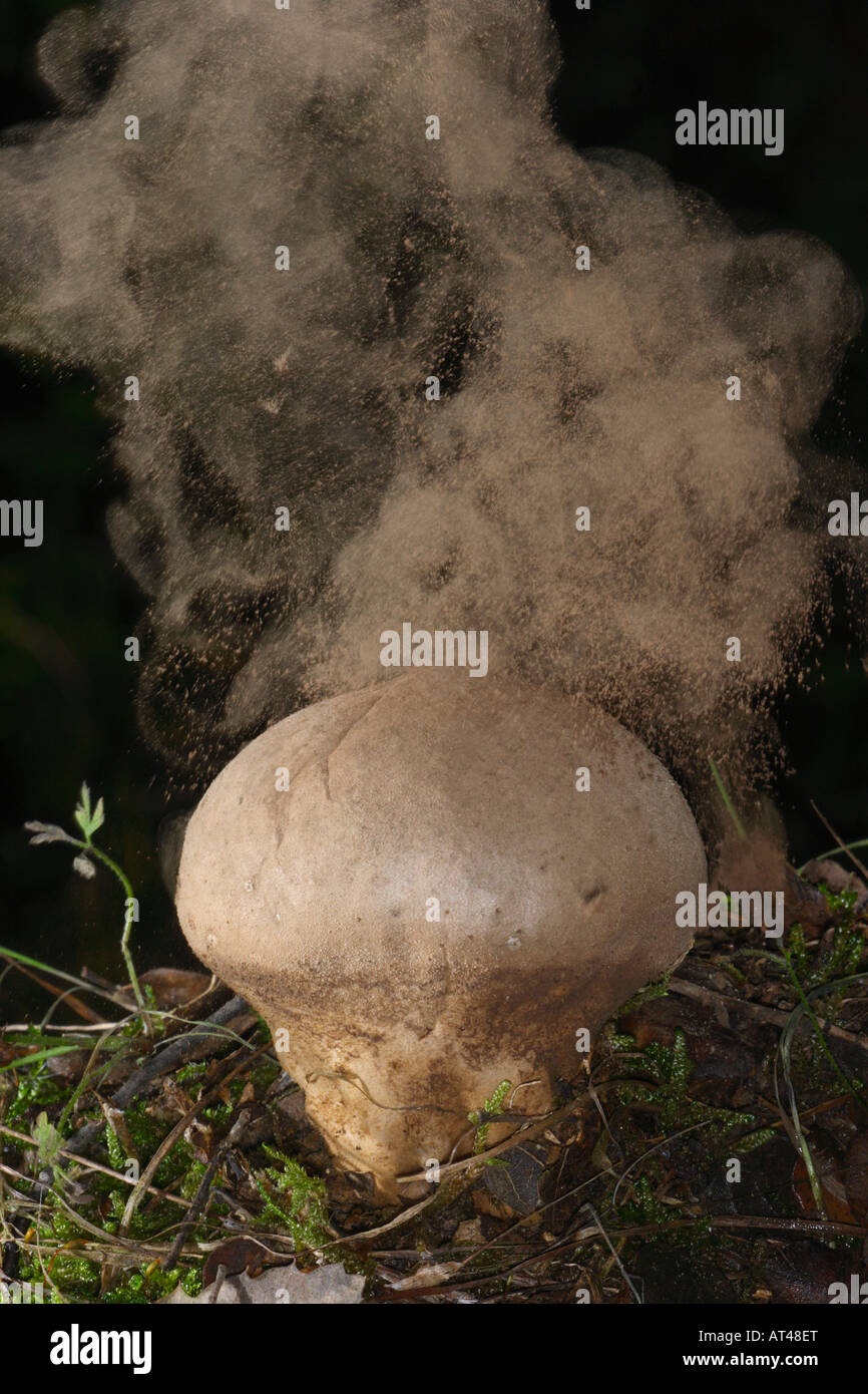 Puff ball Mushroom, Lycoperdon perlatum. Exploding spores Stock Photo