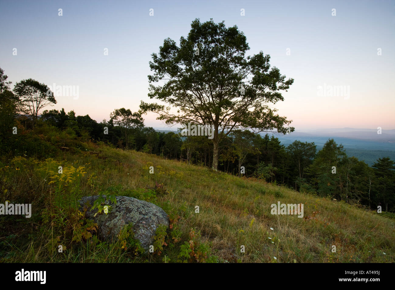 Oak tree forests hi-res stock photography and images - Alamy