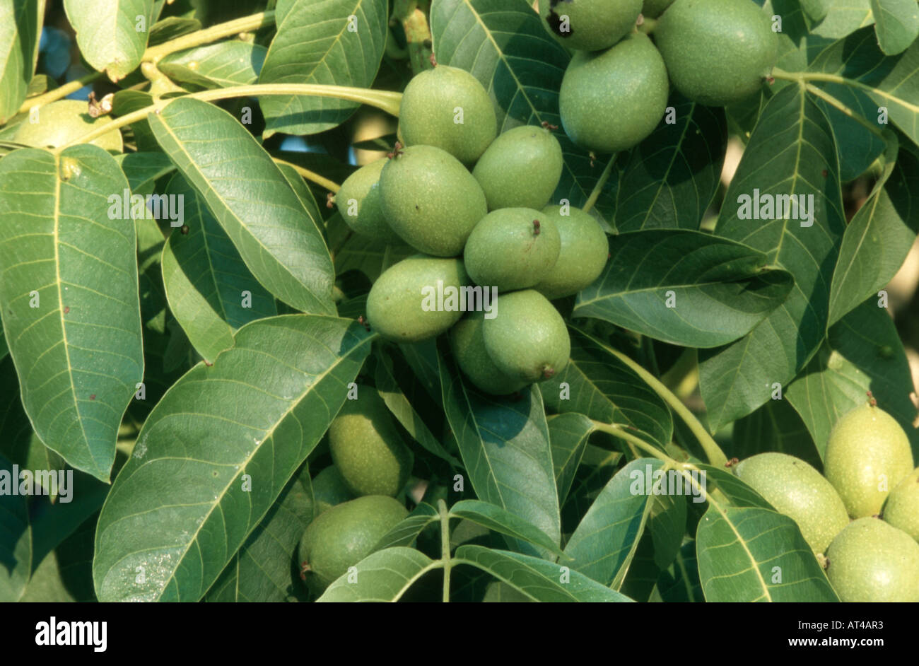 walnut (Juglans regia), fruits Stock Photo