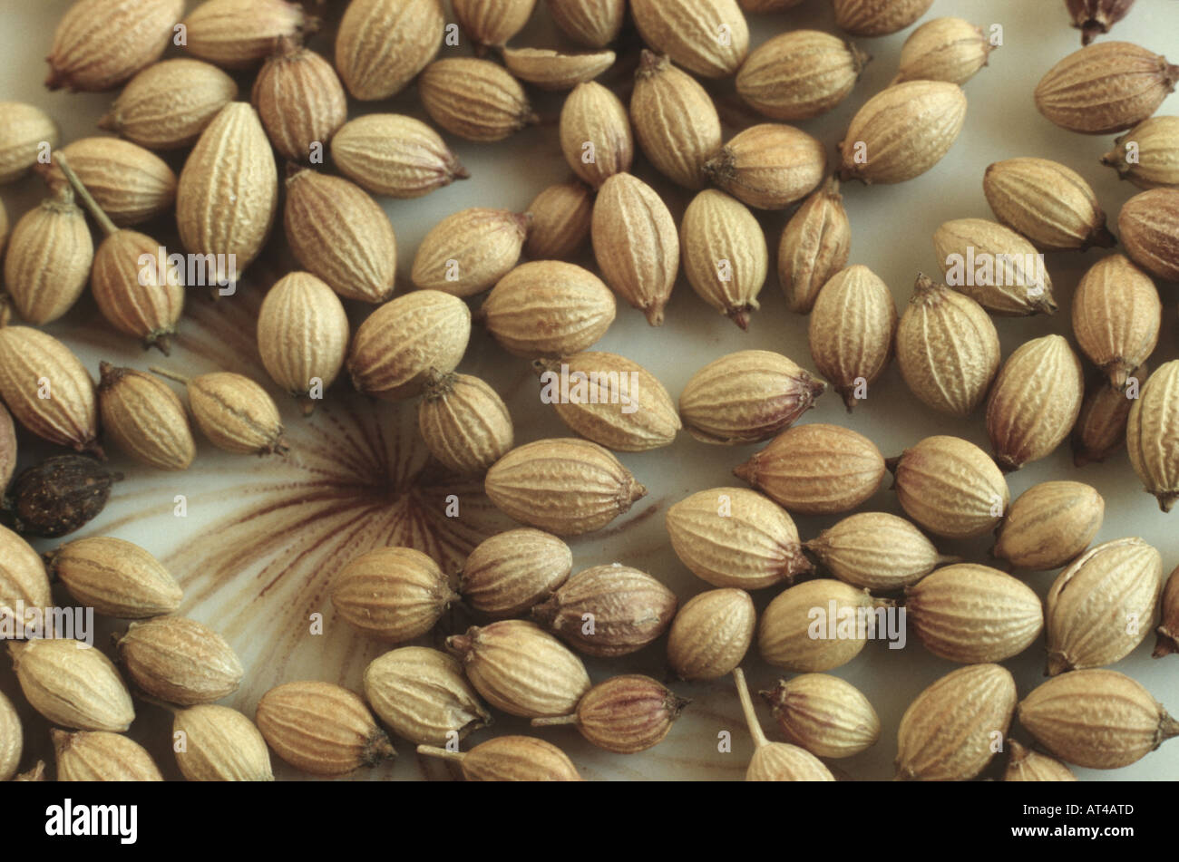 coriander (Coriandrum sativum), fruits Stock Photo Alamy
