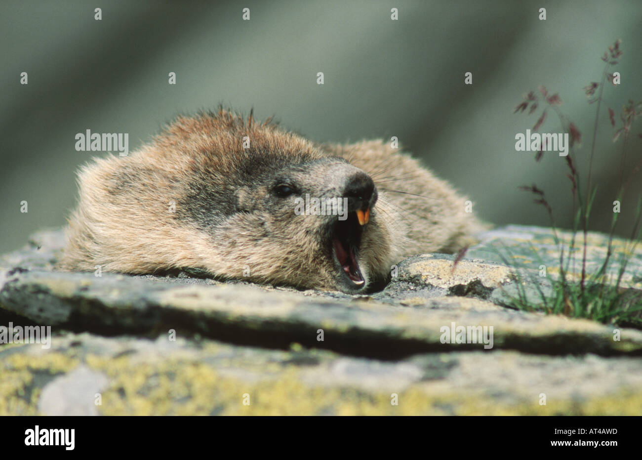 alpine marmot (Marmota marmota), yawning, Austria, Grossglockner Stock