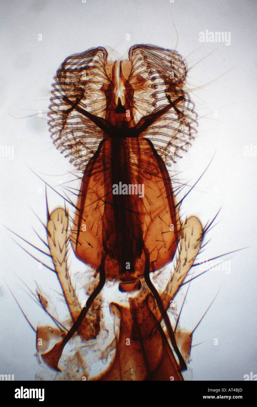 house fly (Musca domestica), sucking mouth Stock Photo