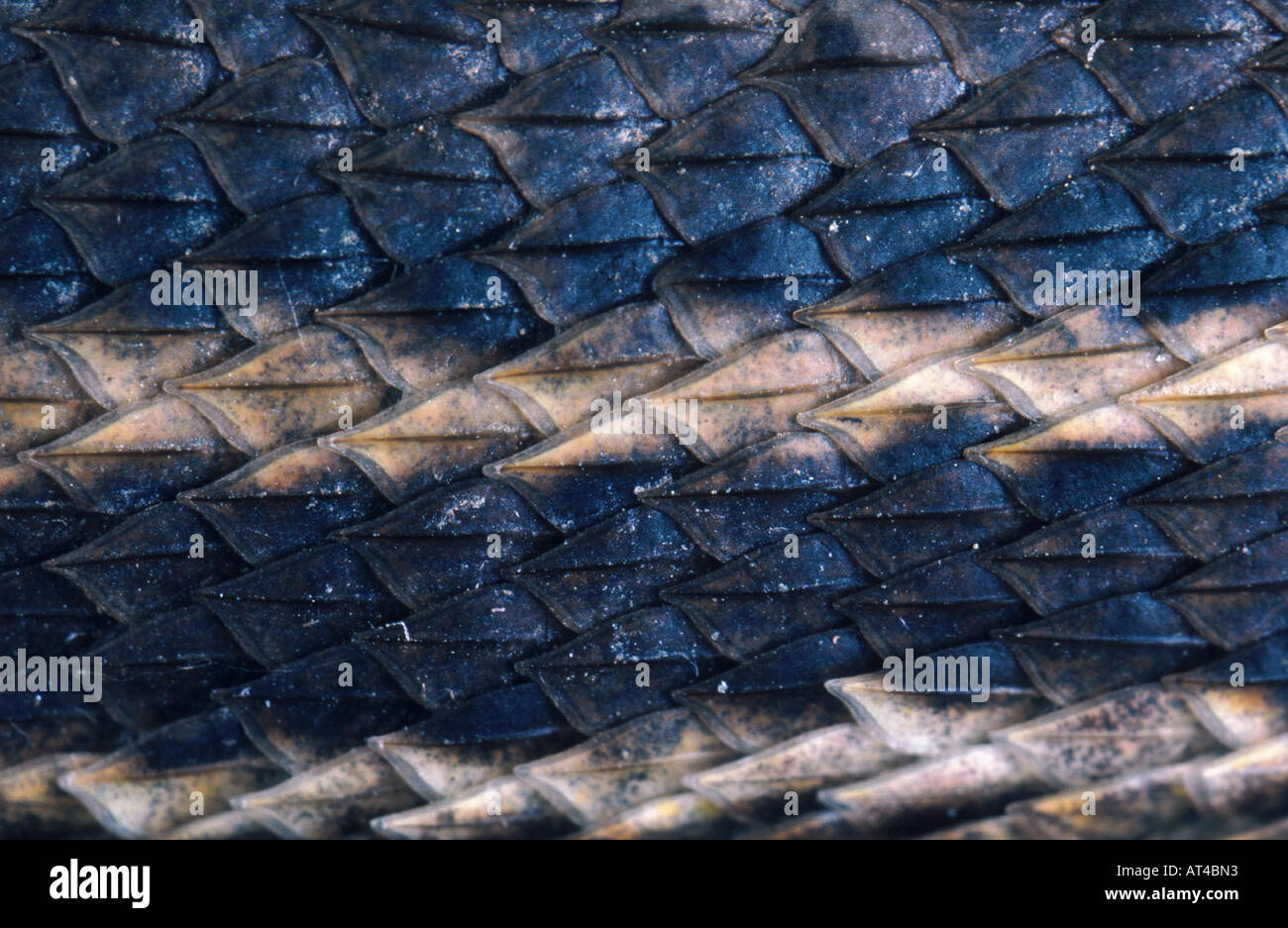 skin of a lizard, scales with quills Stock Photo