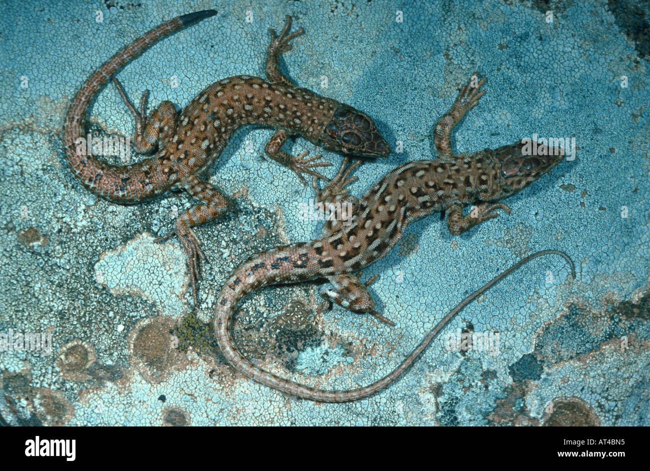 rapid racerunner (Eremias velox), pair Stock Photo
