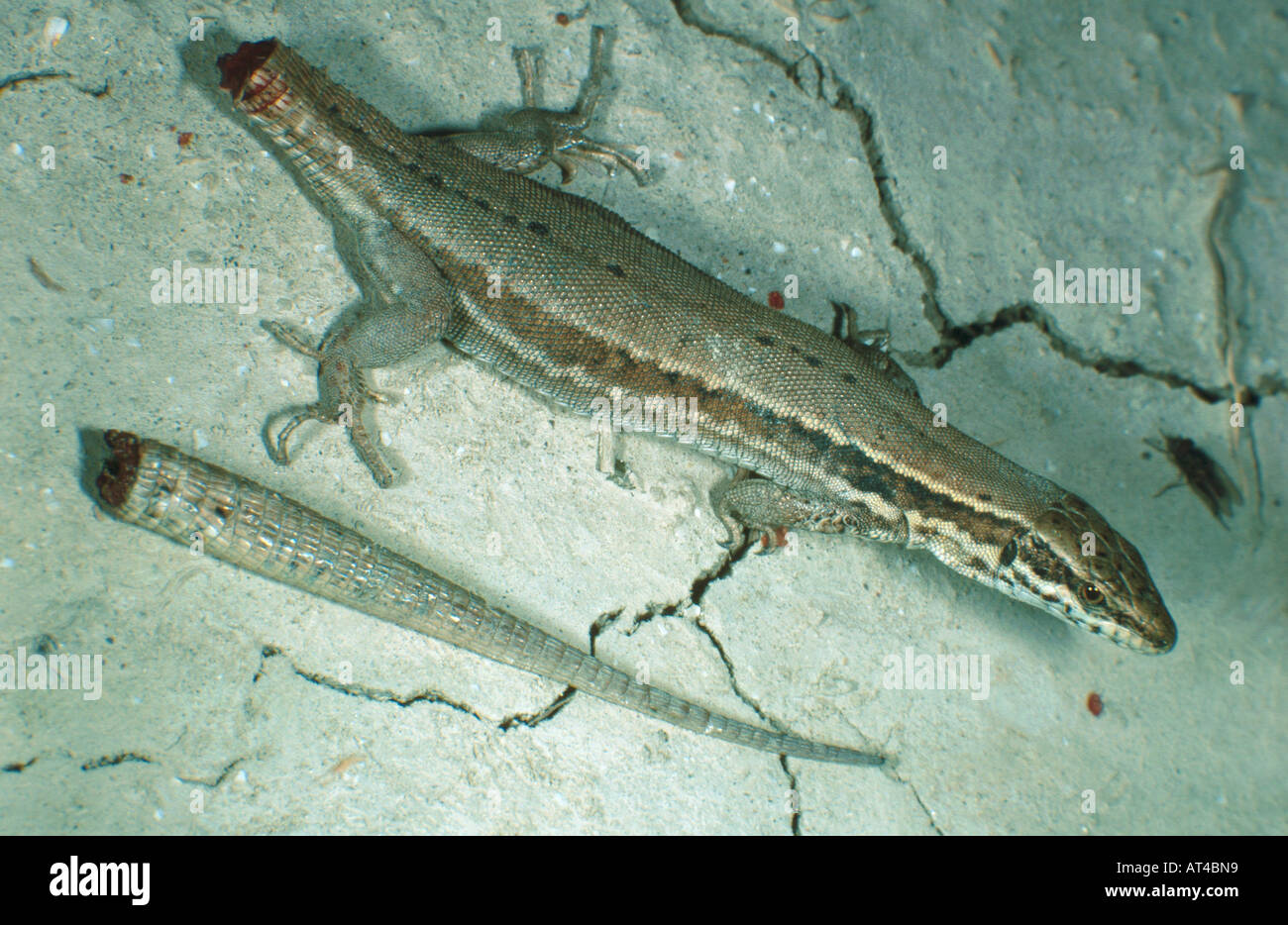 common wall lizard (Podarcis muralis, Lacerta muralis), without tail