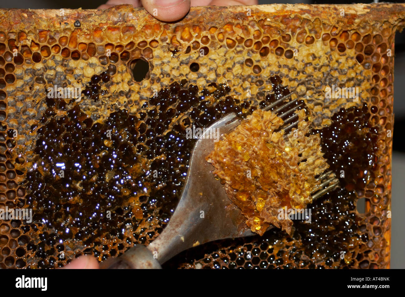 Honey Bees, Apis mellifera. Honey production Stock Photo 16198254 Alamy