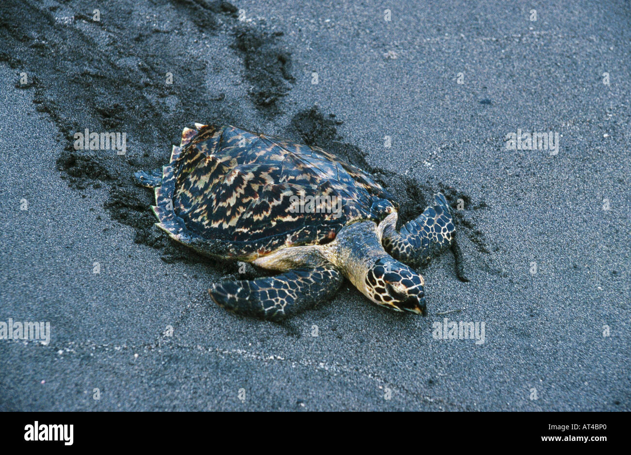 hawksbill turtle, hawksbill sea turtle (Eretmochelys imbricata), young on the way to the ocean Stock Photo