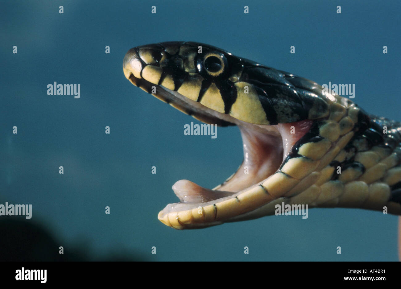 grass snake (Natrix natrix), with open mouth Stock Photo