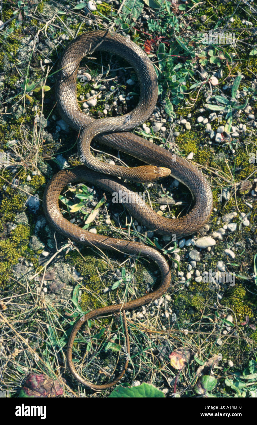 striped sand snake (Psammophis sibilans Stock Photo Alamy