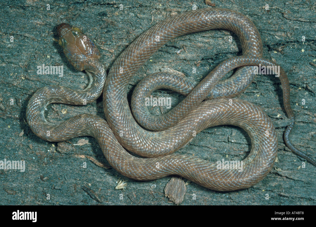Telescopus dhara hi-res stock photography and images - Alamy
