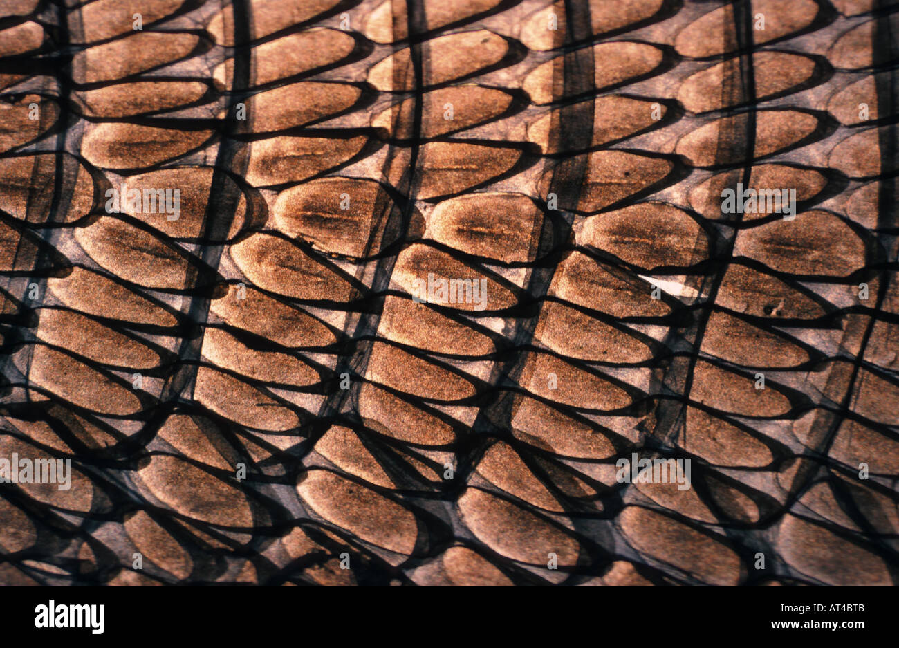 whip snake (Coluber spec.), detail of the skin, scales Stock Photo