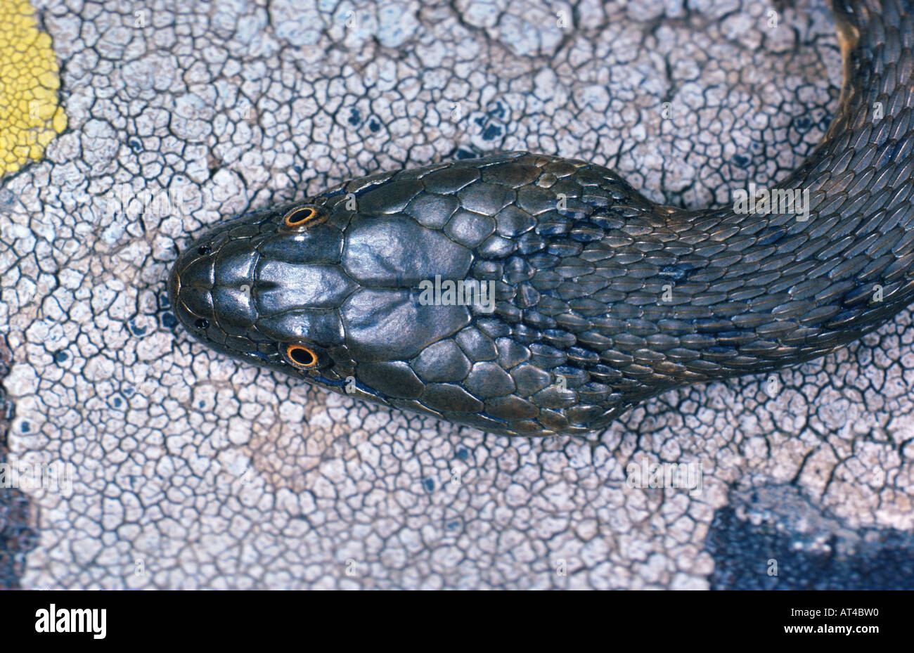 dice snake (Natrix tessellata), detail of head Stock Photo