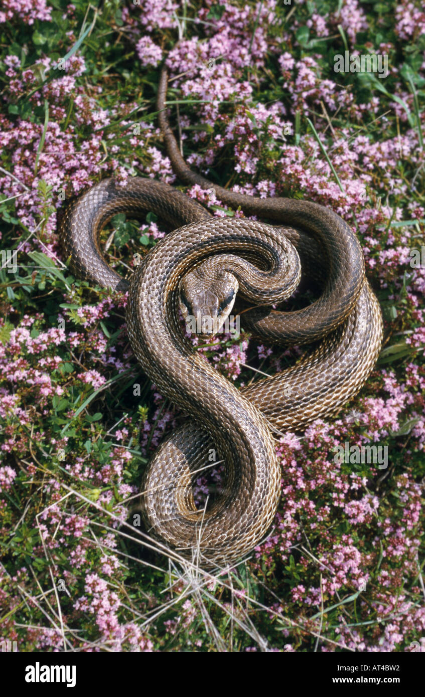 four-lined snake, yellow rat snake (Elaphe quatuorlineata) Stock Photo