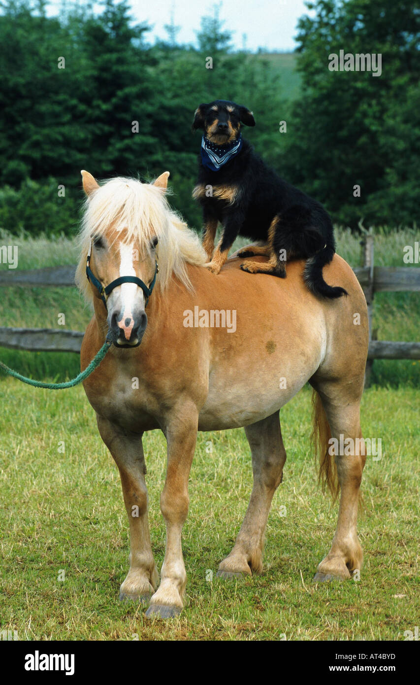 Haflinger horse (Equus przewalskii f. caballus), dog sitting on horse