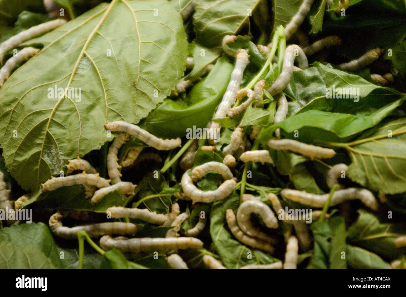 Silkworms feeding on mulberry leaves in the handicraft village of Bo