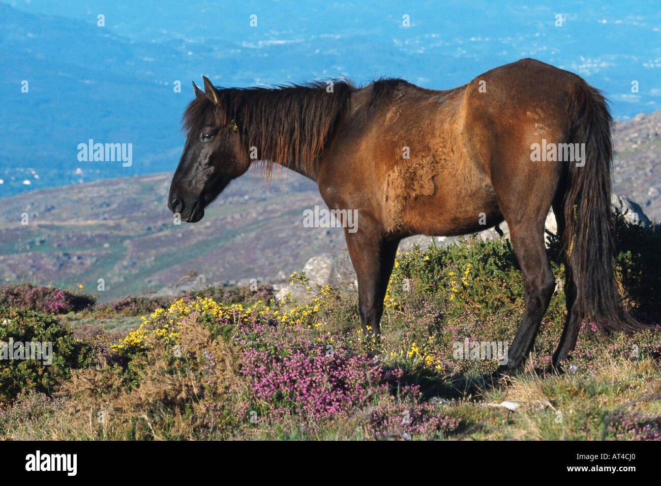 Garrano horse (Equus przewalskii f. caballus), Portugal, NP Stock Photo ...