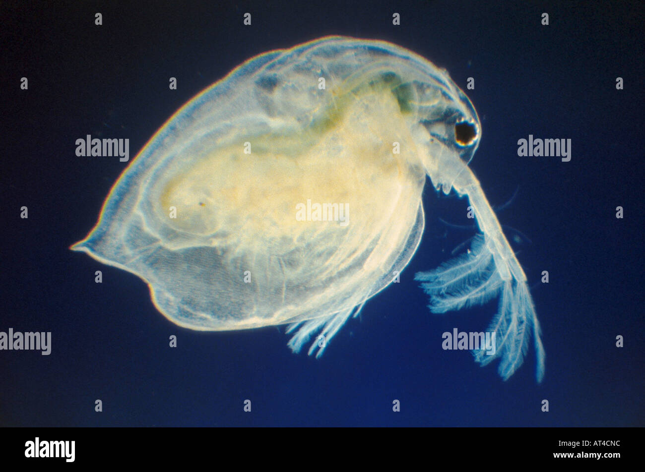 water flea (Daphnia magna Stock Photo - Alamy