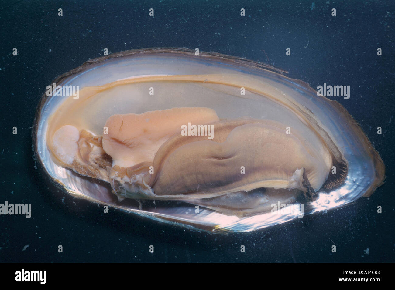 pond mussels, floaters (Anodonta spec.), inside of a conch Stock Photo