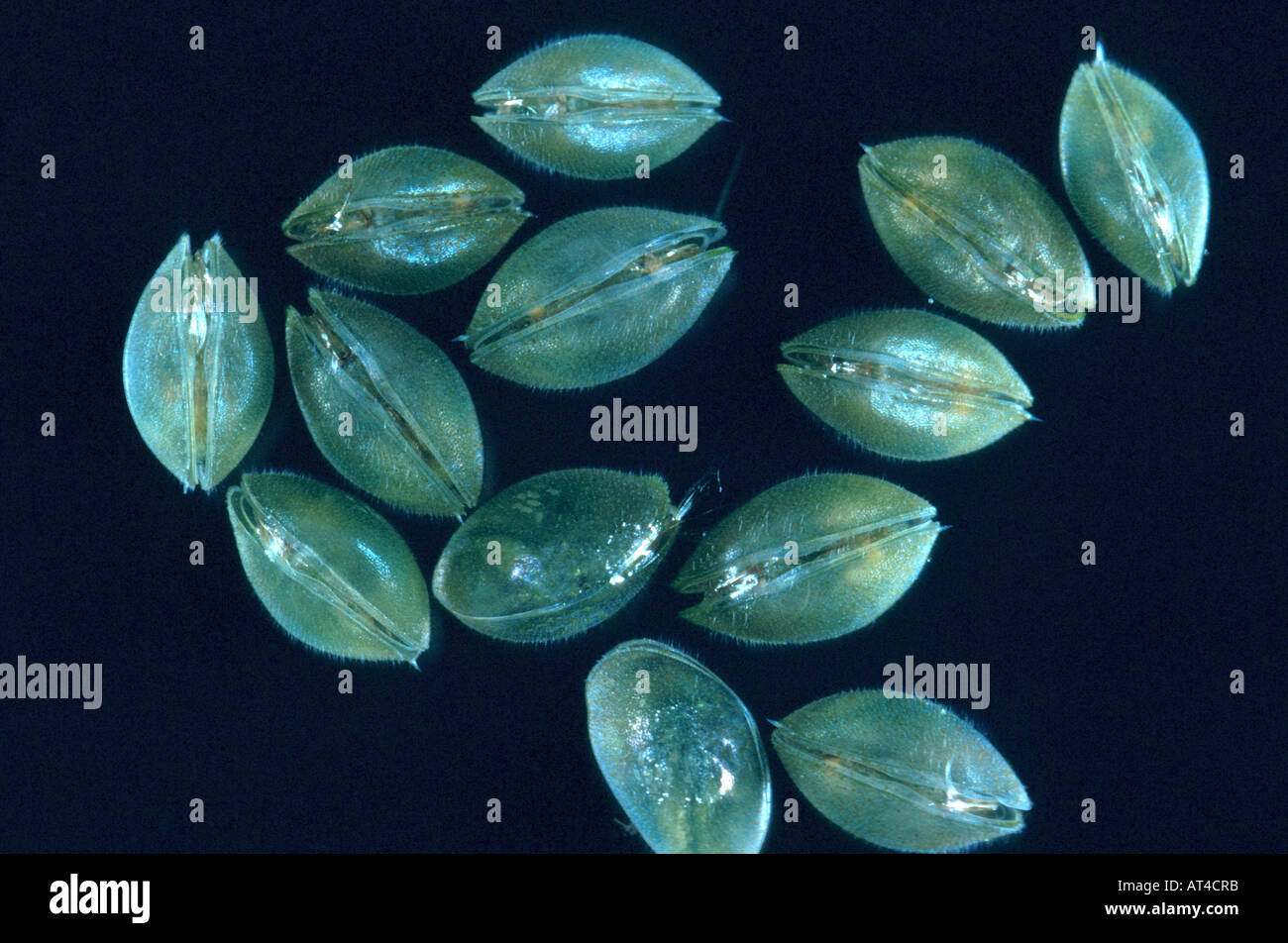 ostracods (shell-covered crustaceans), seed shrimps (Ostracoda) Stock Photo