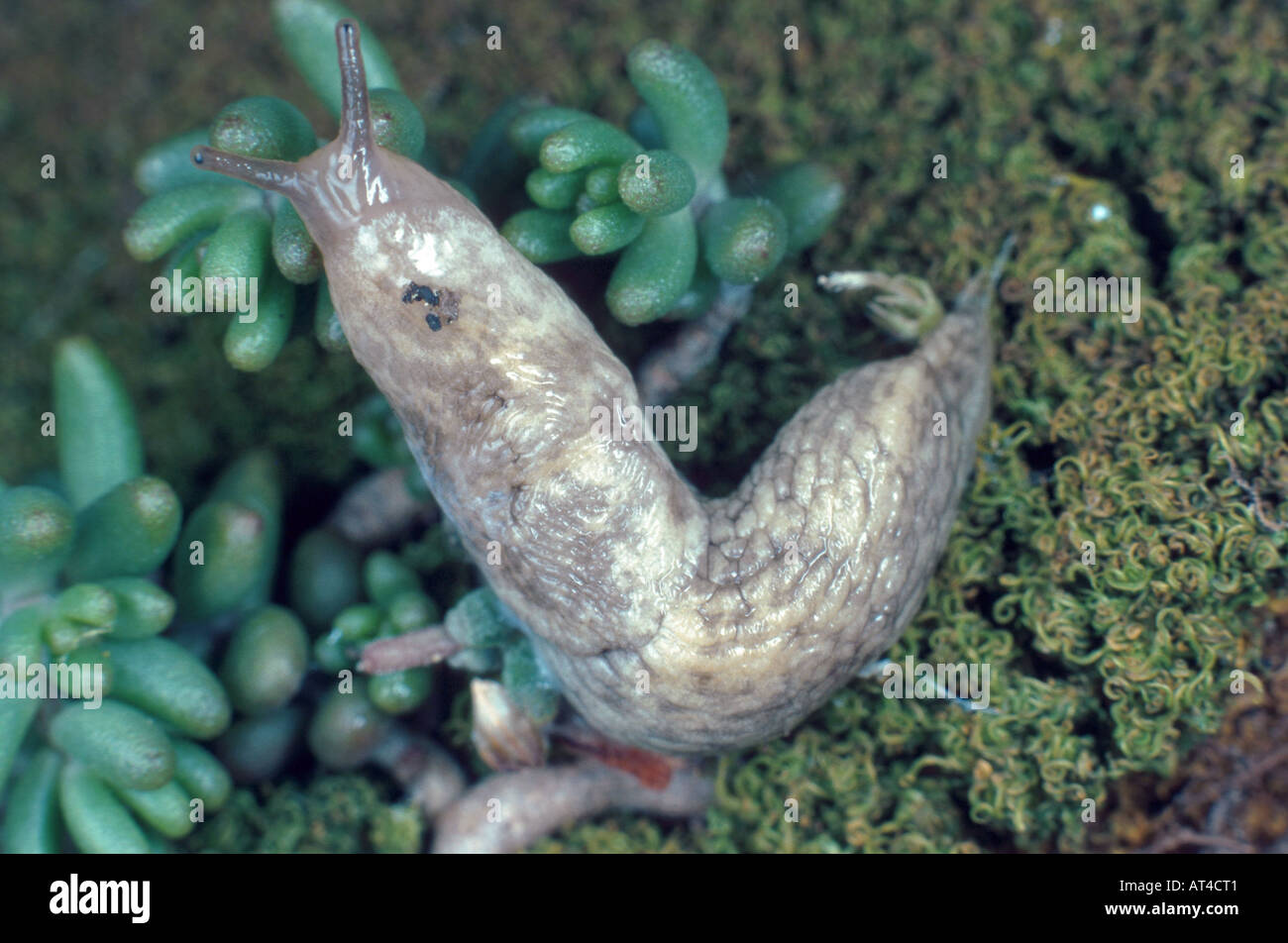 netted slug, gray fieldslug, grey field slug, milky slug (Deroceras reticulatum, Agriolimax reticulatus) Stock Photo