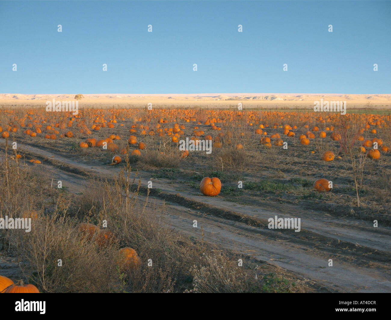 New mexico agriculture hi-res stock photography and images - Alamy