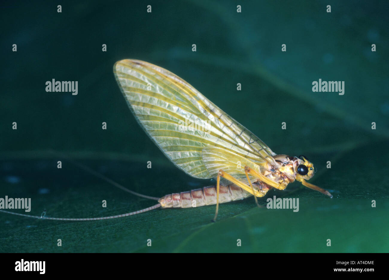 mayfly  (Heptagenia flava) Stock Photo