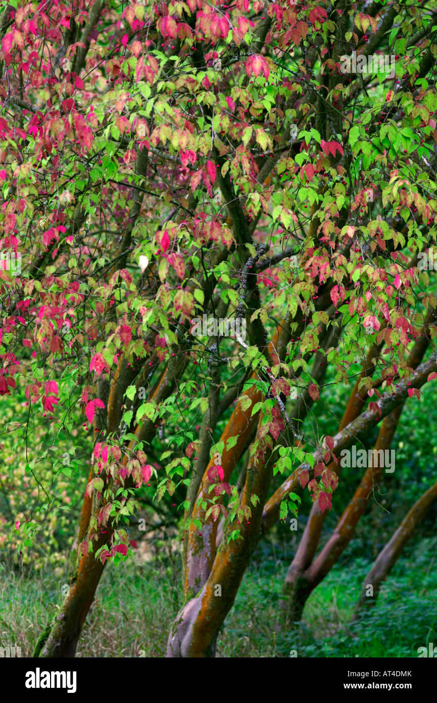 Euonymus oxyphyllus Stock Photo